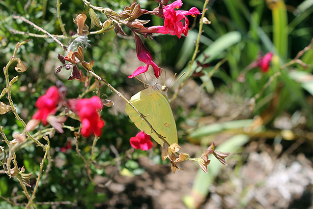 A butterfly on a flower at Four Bar Cottages