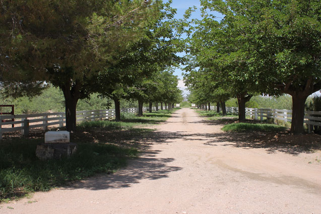 Four Bar Cottages driveway lined with fruitless mulberry trees