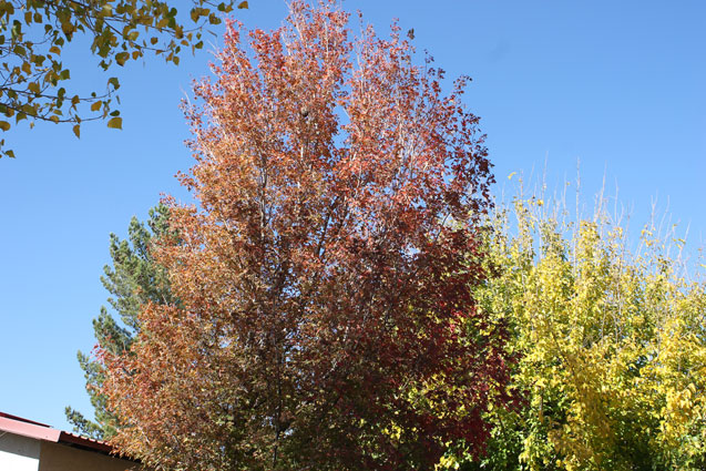 A red maple at Four Bar Cottages