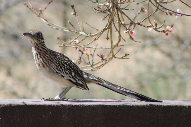 Greater Roadrunner