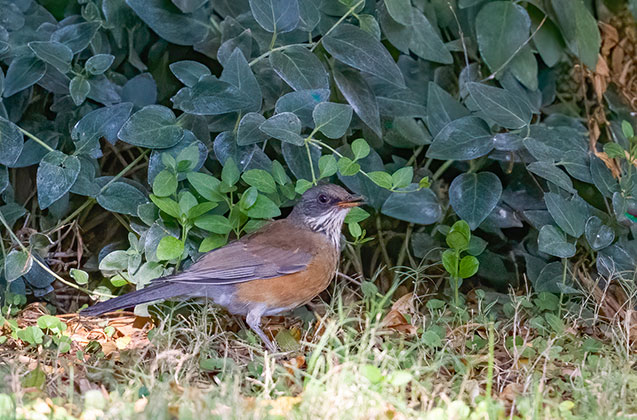 Rufous-backed Robin at Four Bar Cottages